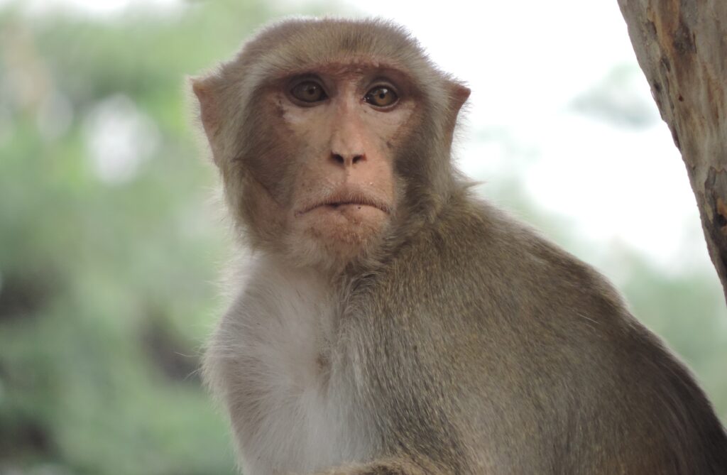 A Glimpse into Nature: Capturing the Essence of a Monkey in Delhi