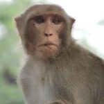 A Glimpse into Nature: Capturing the Essence of a Monkey in Delhi